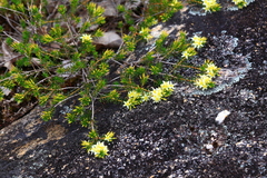 Calytrix depressa (Calytrix depressa)