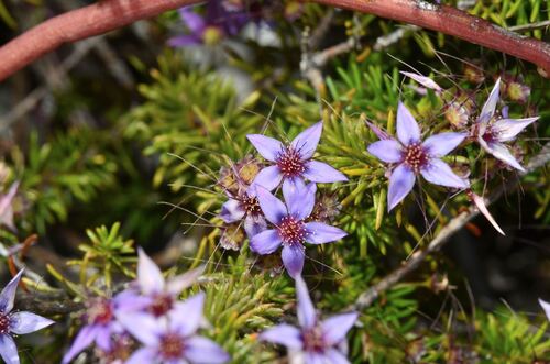 Calytrix depressa (Calytrix depressa)