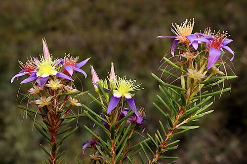 Calytrix depressa: Calytrix depressa purple form, on the side of the Brand Highway, South Eneabba Nature Reserve area (within road verge), about 15 km south from Eneabba,, Western