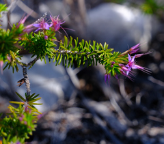 Calytrix depressa (Calytrix depressa)