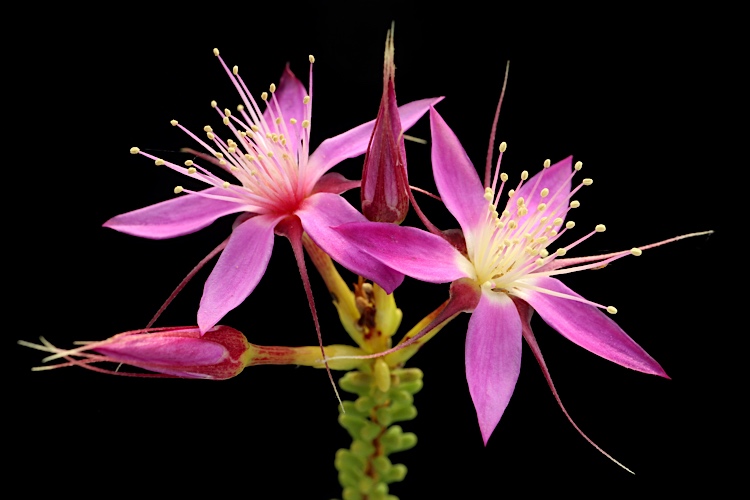 Calytrix desolata: Calytrix desolata in the Australian National Botanic Gardens