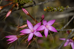 Calytrix duplistipulata (Calytrix duplistipulata)