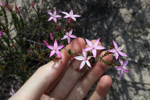 Calytrix duplistipulata (Calytrix duplistipulata)