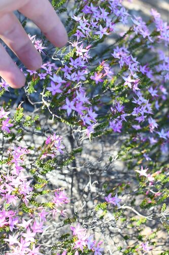 Calytrix duplistipulata (Calytrix duplistipulata)