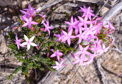 Calytrix duplistipulata (Calytrix duplistipulata)