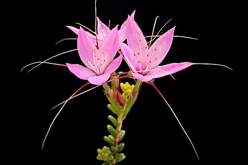 Calytrix duplistipulata: Calytrix duplistipulata in the Australian National Botanic Gardens