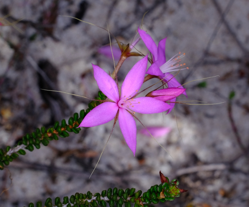 Calytrix duplistipulata (Calytrix duplistipulata)