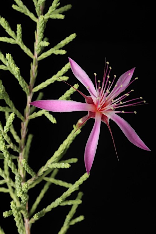 Turkey bush: Calytrix exstipulata in the Australian National Botanic Gardens