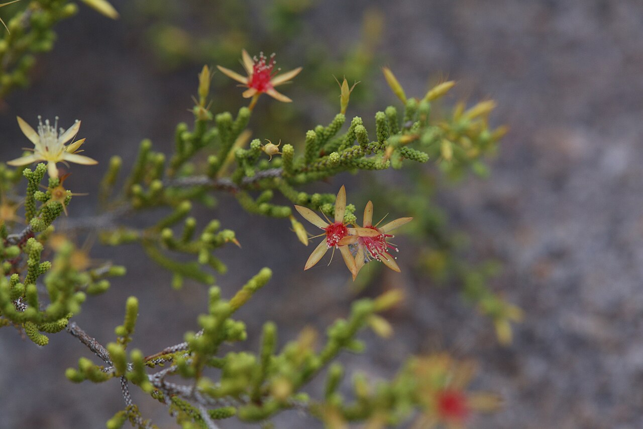 Calytrix faucicola: Calytrix faucicola near Nitmiluk