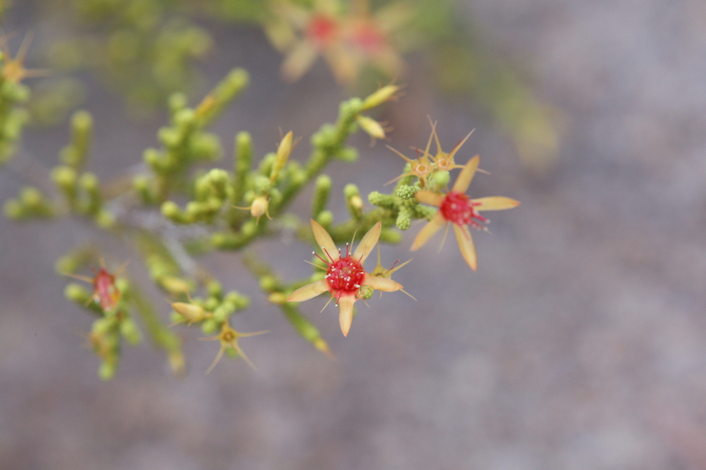 Calytrix faucicola (Calytrix faucicola)