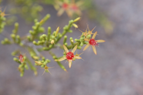 Calytrix faucicola (Calytrix faucicola)