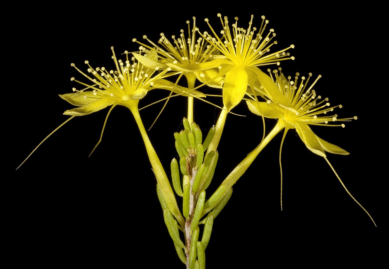Calytrix flavescens: KRT3158
