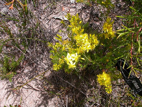 Calytrix flavescens: Myrtaceae