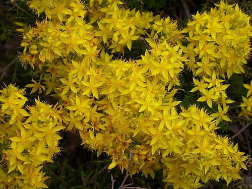Calytrix flavescens: Stirling Ranges, Western Australia