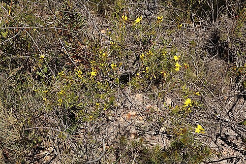 Calytrix flavescens: Calytrix flavescens in Lesueur National Park, Gairdner Walking trackloop, Western Australia