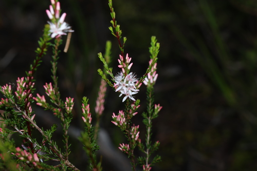 Smooth fringe-myrtle (Calytrix glaberrima)