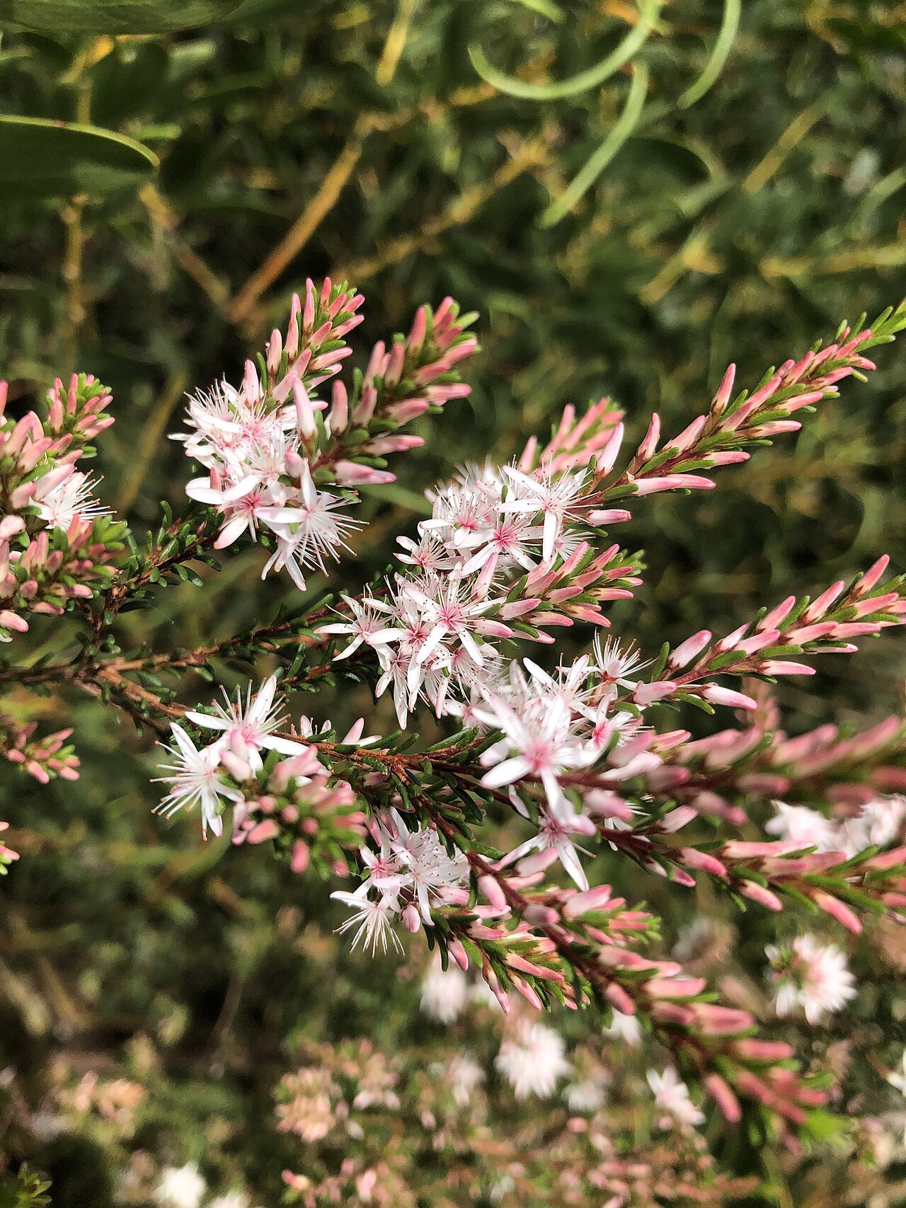 Smooth fringe-myrtle: Smooth fringe-myrtle ( Calytrix glaberrima ) in Australia