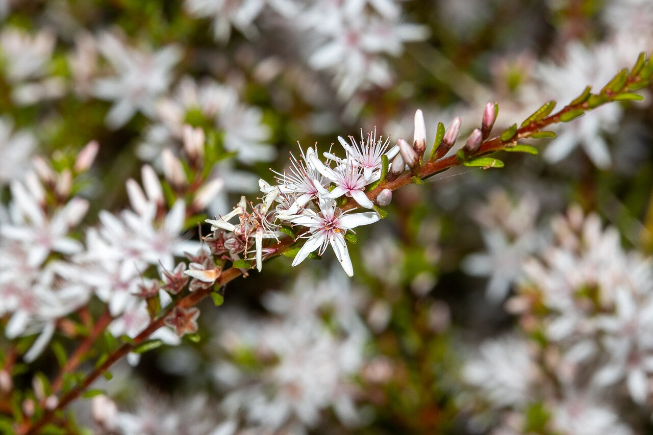 Smooth fringe-myrtle: Smooth fringe-myrtle ( Calytrix glaberrima ) in Australia