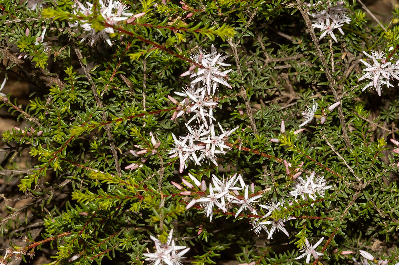 Smooth fringe-myrtle: Smooth fringe-myrtle ( Calytrix glaberrima ) in Australia