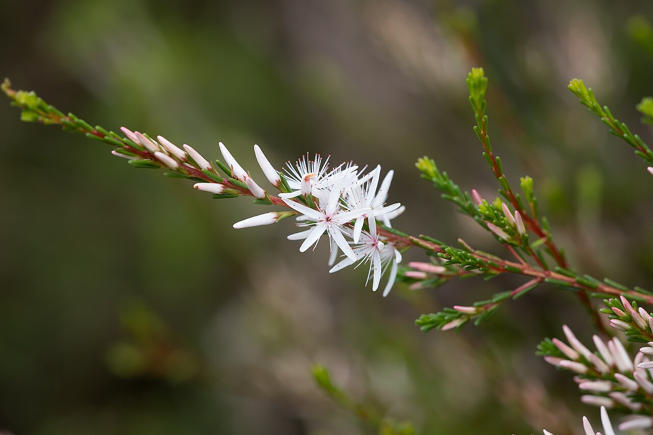 Smooth fringe-myrtle: Calytrix glaberrima in Cox Scrub Conservation Park
