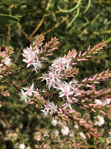 Smooth fringe-myrtle (Calytrix glaberrima)