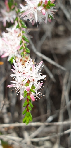 Smooth fringe-myrtle (Calytrix glaberrima)
