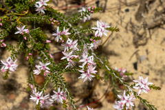 Smooth fringe-myrtle (Calytrix glaberrima)