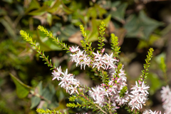 Smooth fringe-myrtle (Calytrix glaberrima)