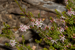 Smooth fringe-myrtle (Calytrix glaberrima)