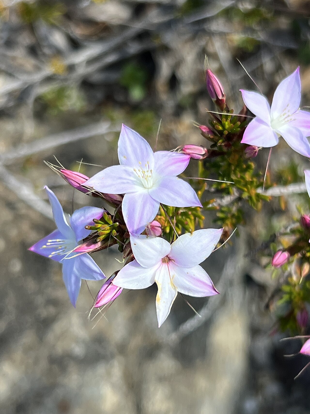 Calytrix glutinosa: Calytrix glutinosa cultivated plant growing in the Australian National Botanic Garden