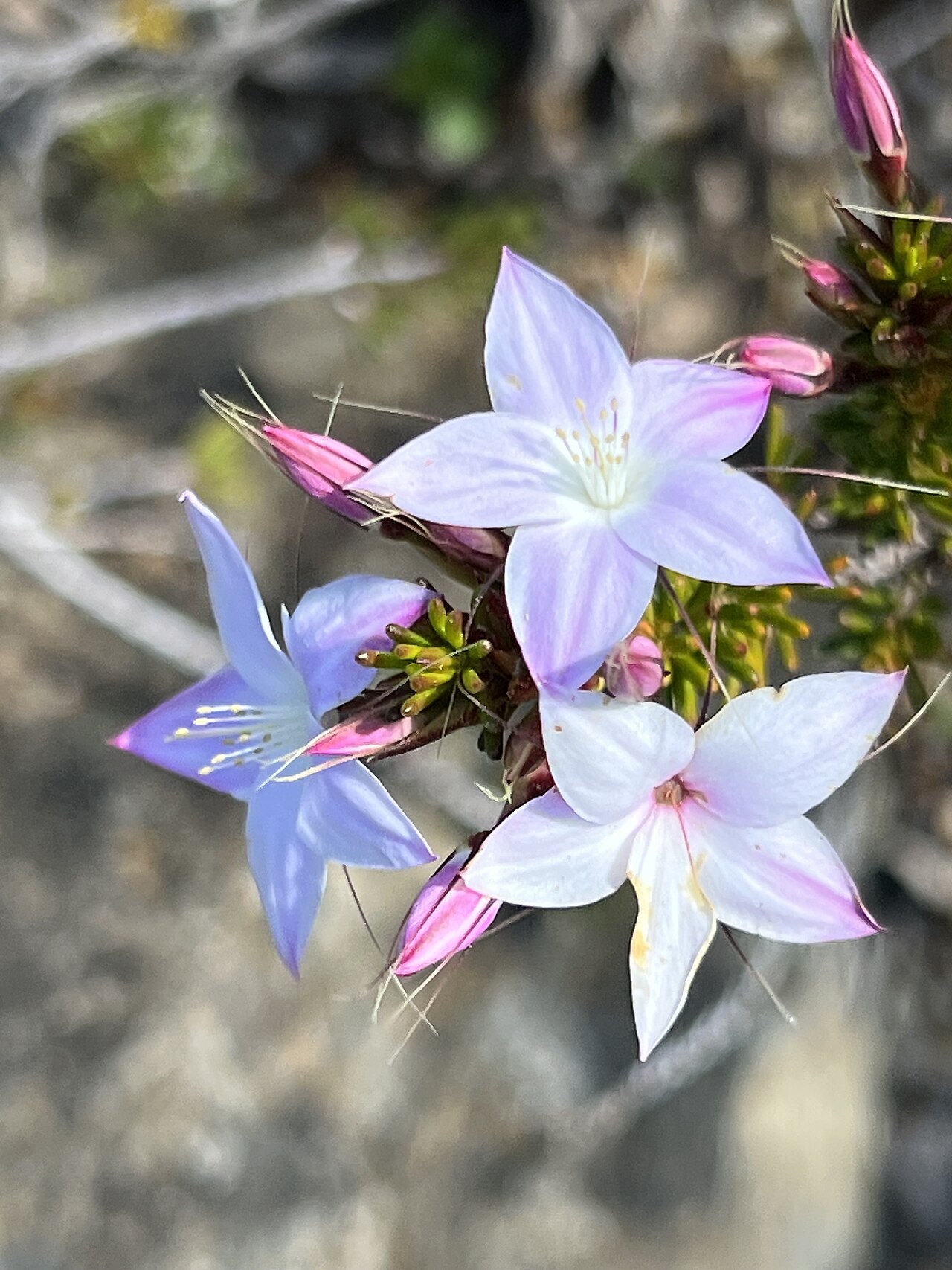 Calytrix glutinosa: Calytrix glutinosa cultivated plant growing in the Australian National Botanic Garden