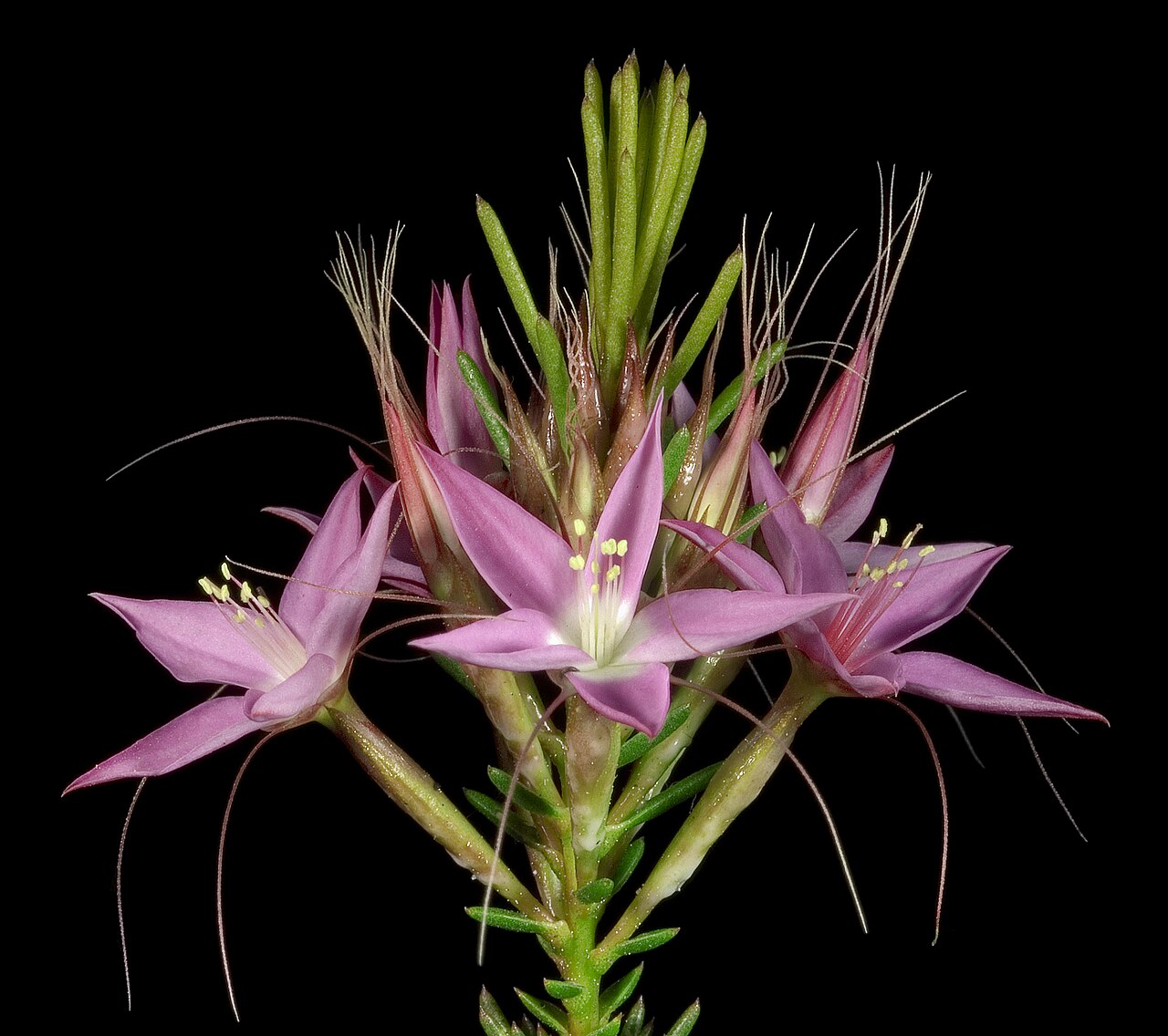 Calytrix glutinosa: KRT3679