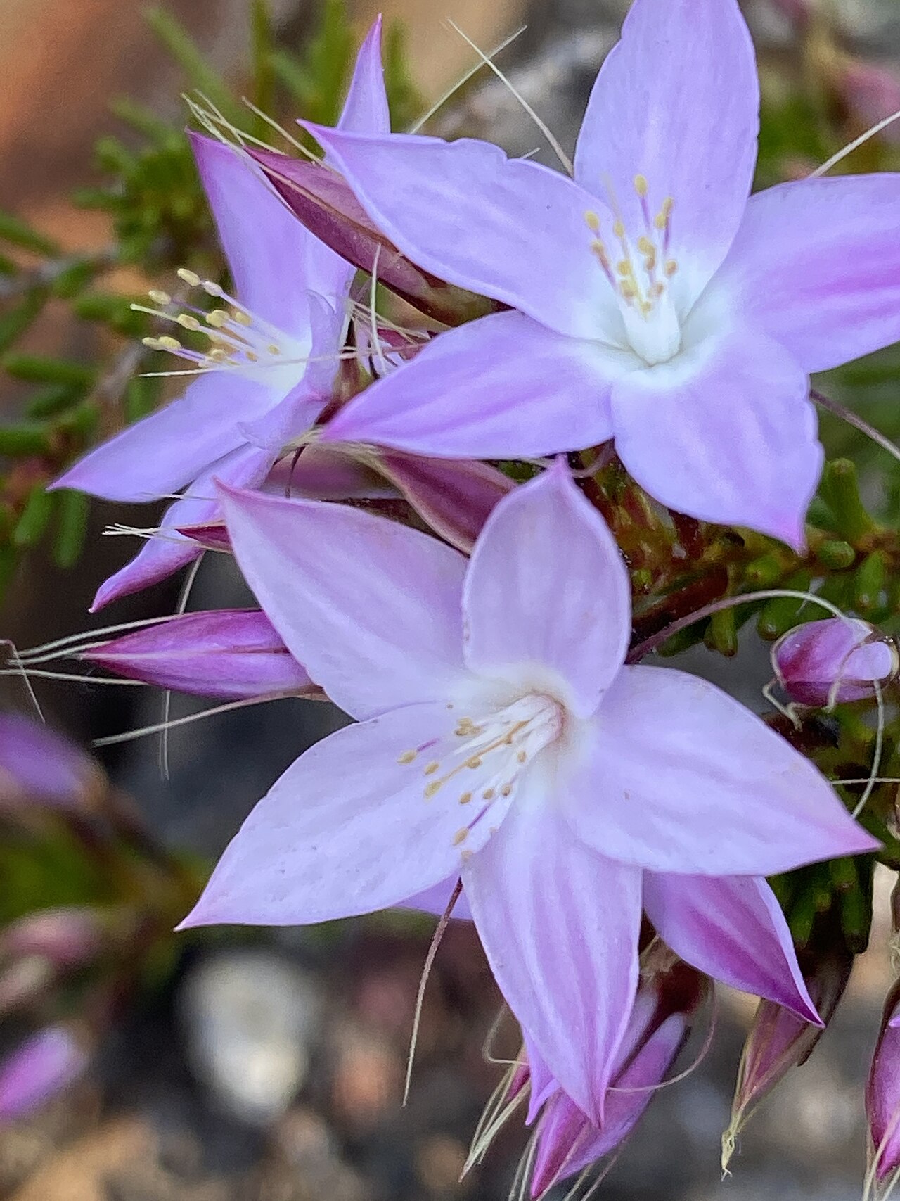 Calytrix glutinosa: Calytrix glutinosa in the Australian National Botanic Garden, Canberra