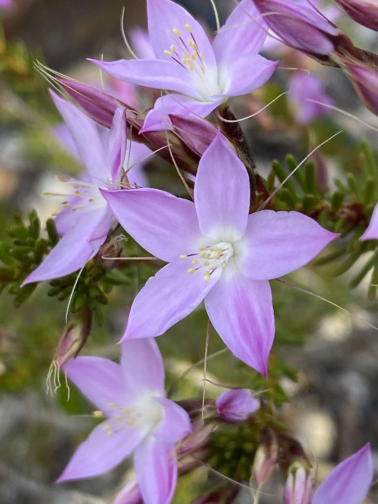 Calytrix glutinosa: Calytrix glutinosa in the Australian National Botanic Garden, Canberra