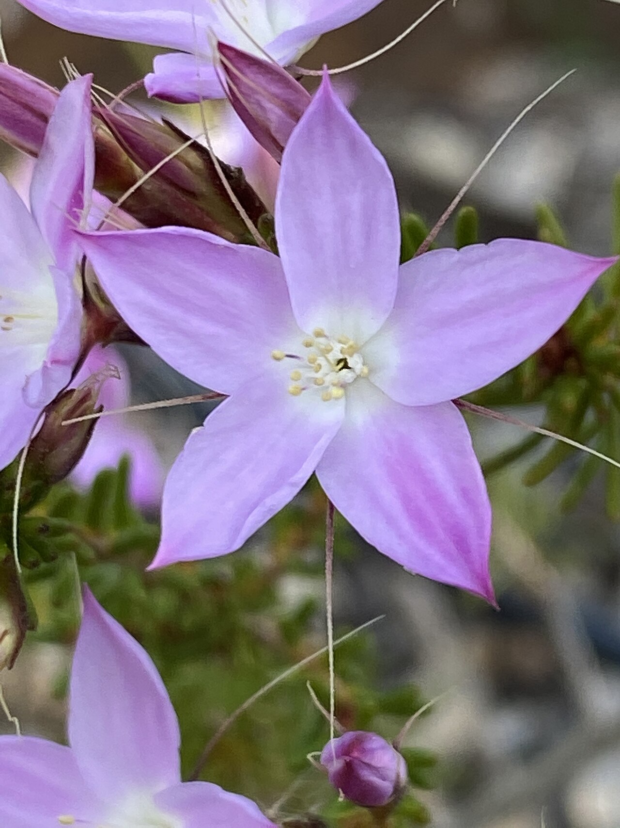 Calytrix glutinosa: Calytrix glutinosa in the Australian National Botanic Garden, Canberra