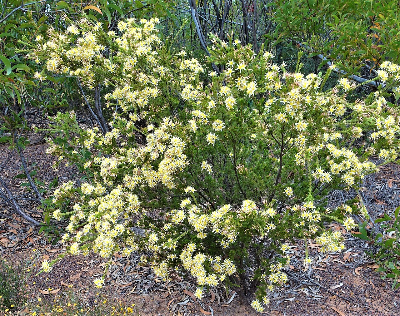 Calytrix gurulmundensis: Habit of Calytrix gurulmundensis