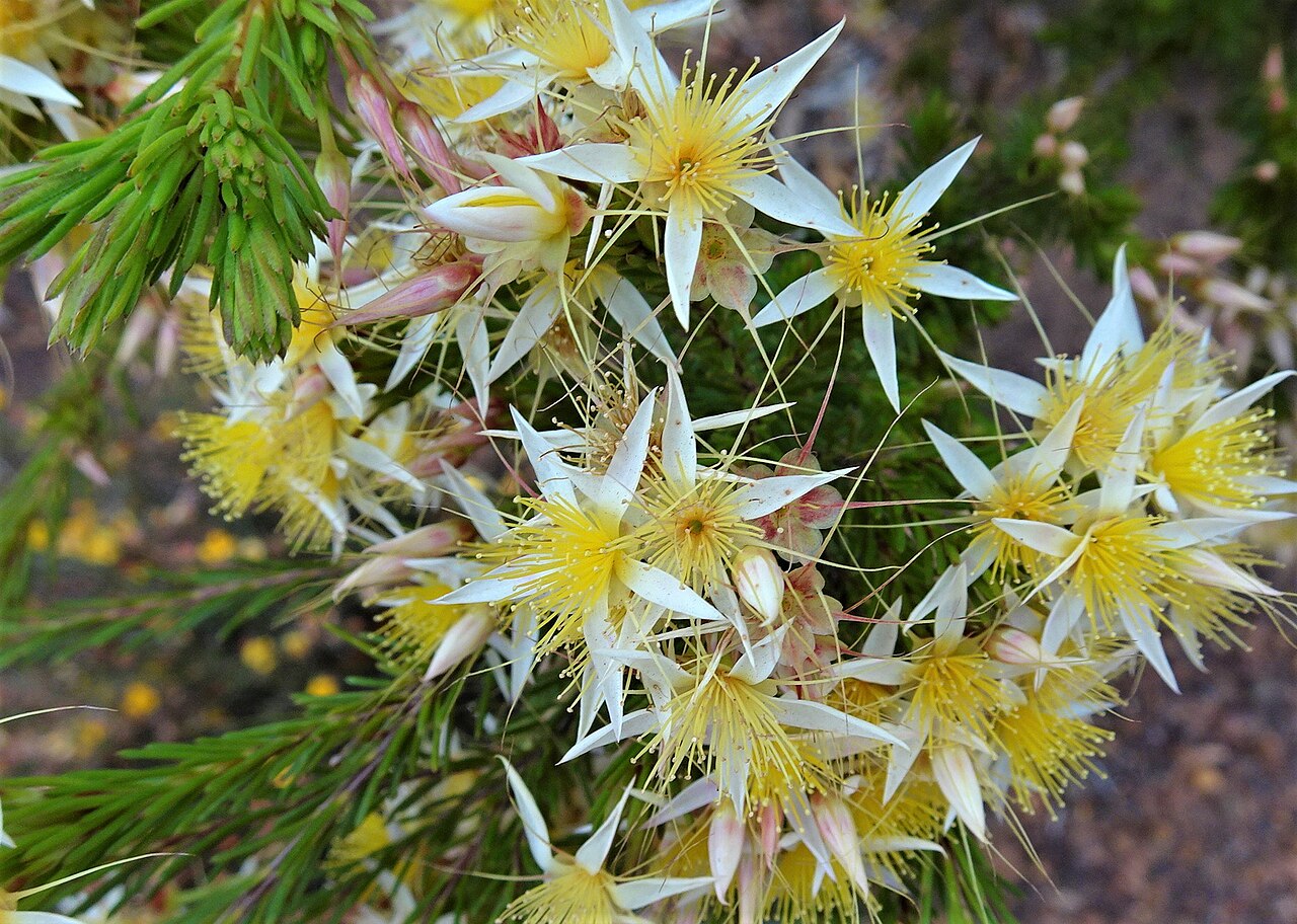 Calytrix gurulmundensis: Calytrix gurulmundensis in Gurulmundi State Forest near Glenaubyn