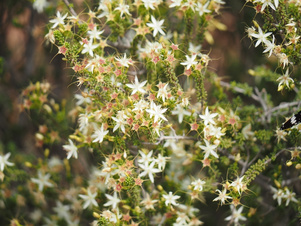 Calytrix gypsophila (Calytrix gypsophila)