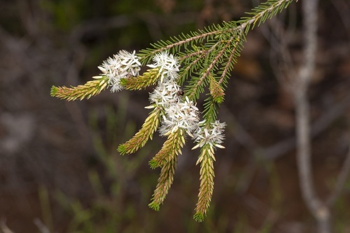 Calytrix hirta (Calytrix hirta)