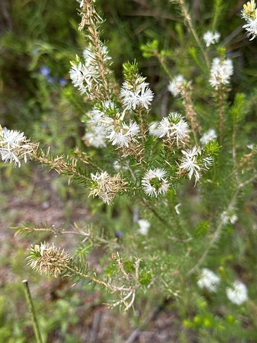 Calytrix hirta (Calytrix hirta)