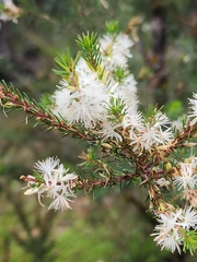 Calytrix hirta (Calytrix hirta)