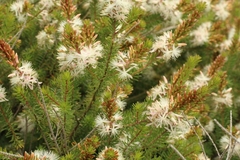 Calytrix hirta (Calytrix hirta)