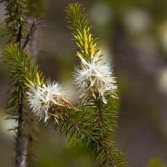 Calytrix hirta (Calytrix hirta)