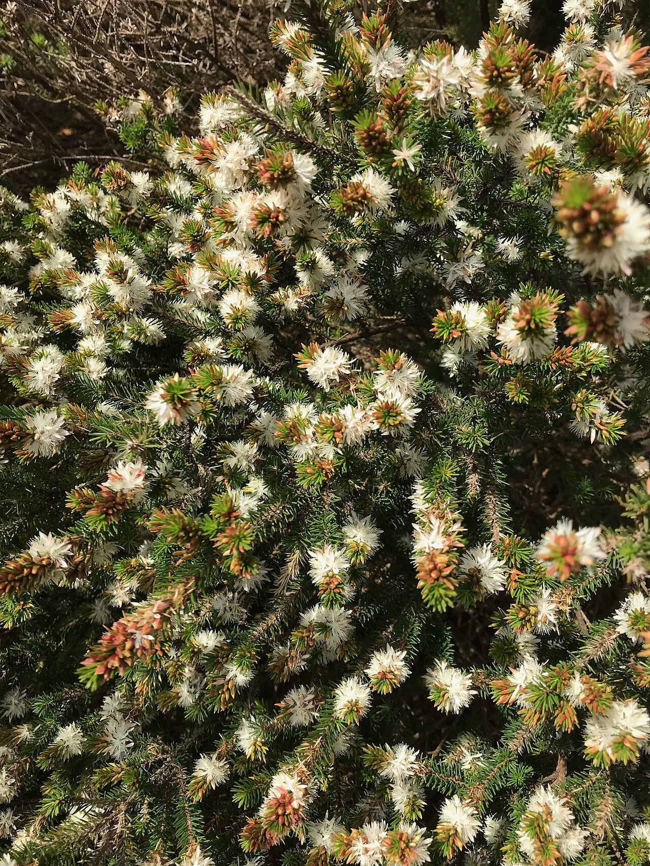 Calytrix hirta: Calytrix near Vancouver Beach, near Albany
