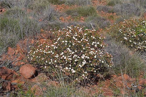 Calytrix involucrata: Calytrix involucrata in the Gawler Ranges National Park, east of Yardea - Minnipa Road, about 2 km S of the northern park boundary, South Australia