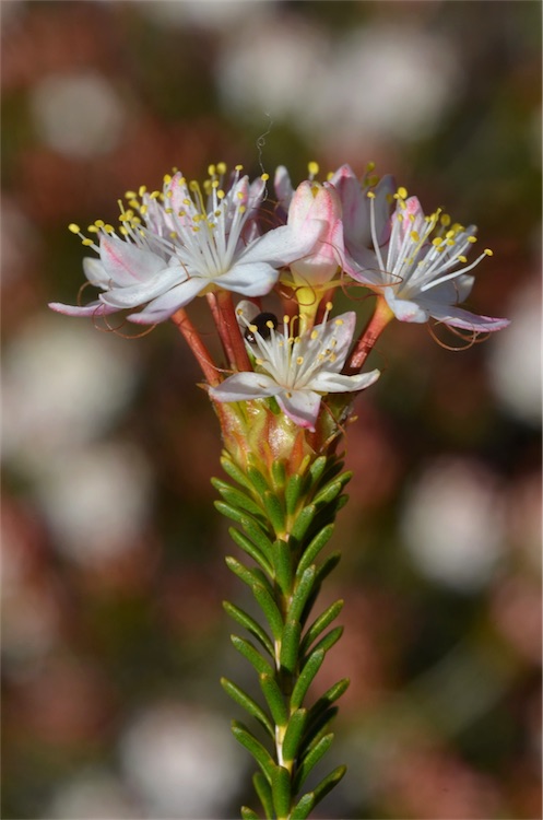 Calytrix involucrata: Calytrix involucrata in Gawler Ranges National Park, east of the Yardea - Minnipa Road, about 2 km S of northern park boundary, South Australia