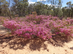 Calytrix longiflora (Calytrix longiflora)