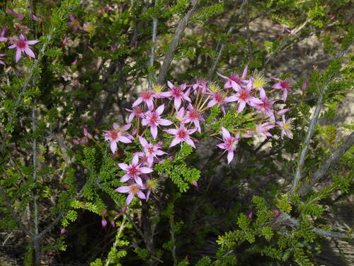 Calytrix longiflora (Calytrix longiflora)