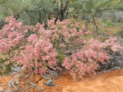 Calytrix longiflora (Calytrix longiflora)