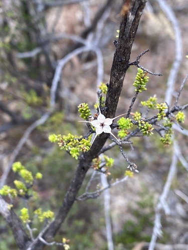 Calytrix longiflora (Calytrix longiflora)